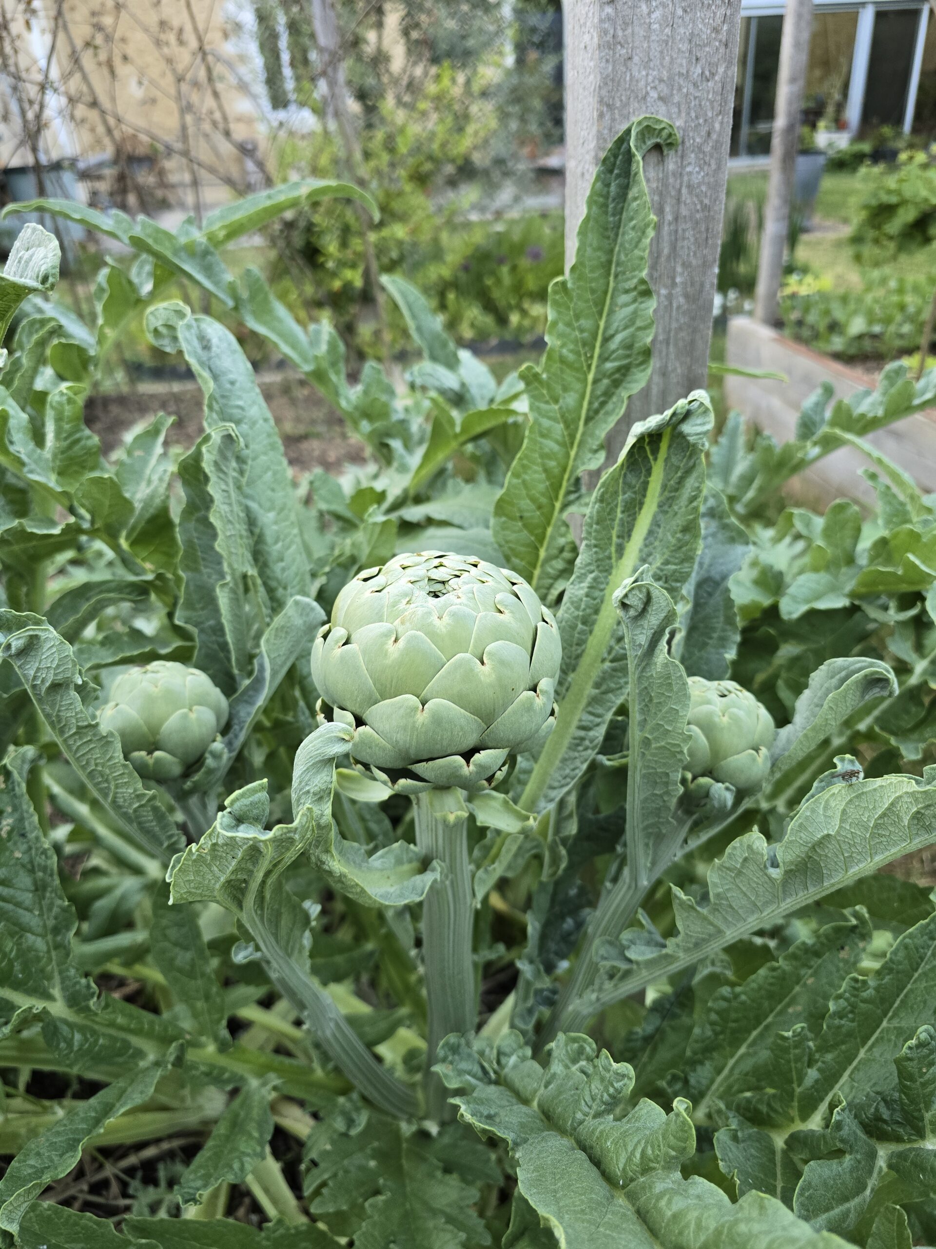 Petite évolution du jardin